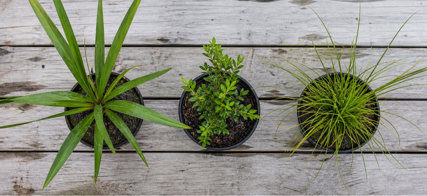 Harakeke, mānuka and purei nursery plants arranged on a timber bench